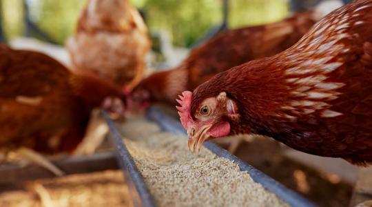 Új takarmánykiegészítő válthatja ki az antibiotikumokat