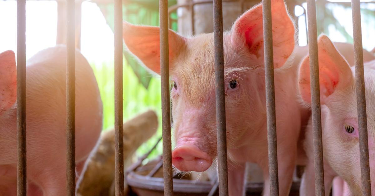 Afrikai sertéspestis: gyanús a spanyoloknak a járvány eredete