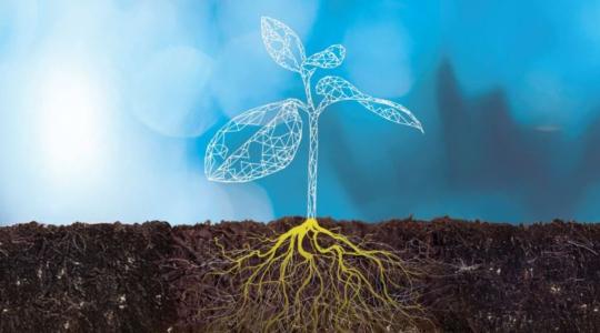 Gyökerektől a szemkitelítődésig – így támogatják a modern technológiák a kukoricát