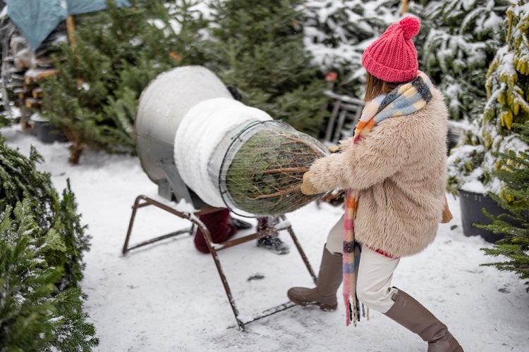 fenyőfa vásárlás