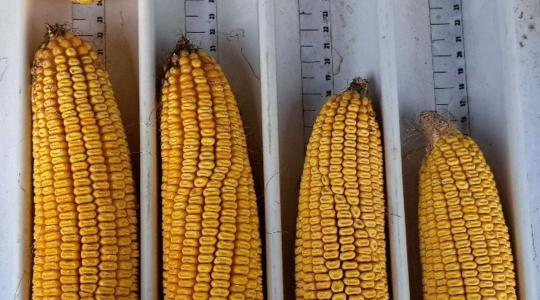 Vízhiány és inputkorlátok? A Syngenta hibridek így reagálnak a kihívásokra