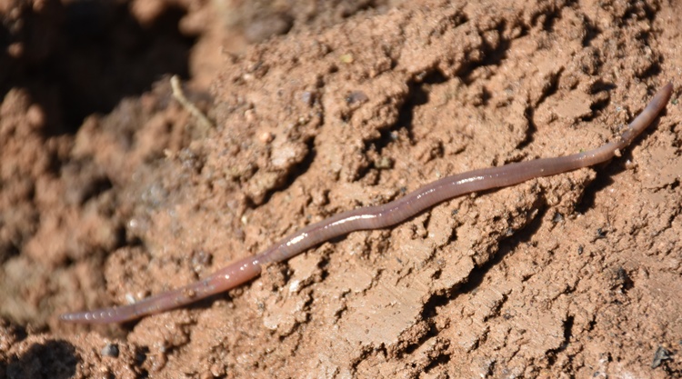 foldigiliszta foldigiliszta