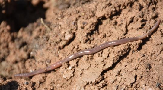 Egyszerre segítik a földigiliszták és a digitális eszközök a talajmegújítást Egyszerre segítik a földigiliszták és a digitális eszközök a talajmegújítást