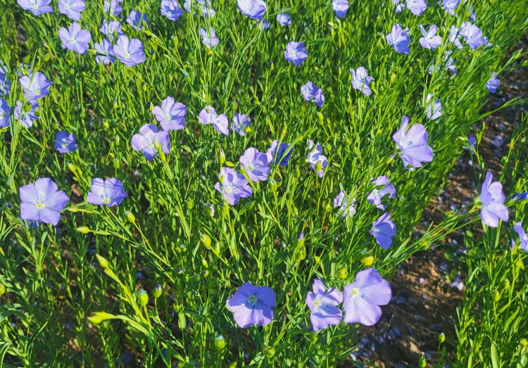 Kányai Mezőgazdasági Zrt. 