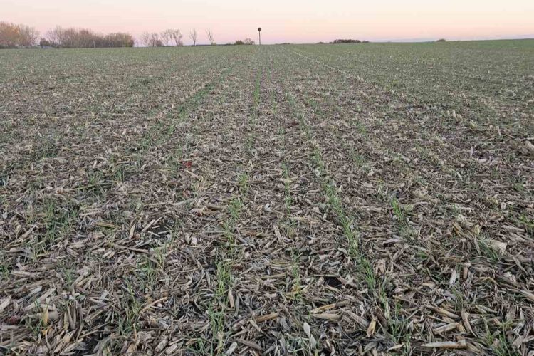 Kányai Mezőgazdasági Zrt. 