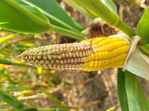 Kányai Mezőgazdasági Zrt. 