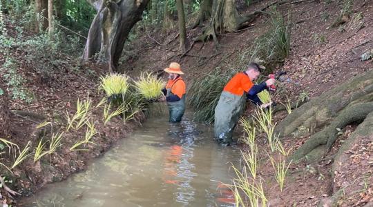 Őshonos fűfélével ültetik be a folyópartot a gazdák Őshonos fűfélével ültetik be a folyópartot a gazdák