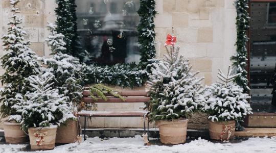 Ez a titok! Így éli túl a földlabdás fenyő a karácsonyt! Ez a titok! Így éli túl a földlabdás fenyő a karácsonyt!