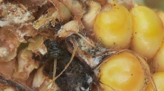 Célzott védelem kukoricában és gyümölcsösben: itt a MIMIC Célzott védelem kukoricában és gyümölcsösben: itt a MIMIC