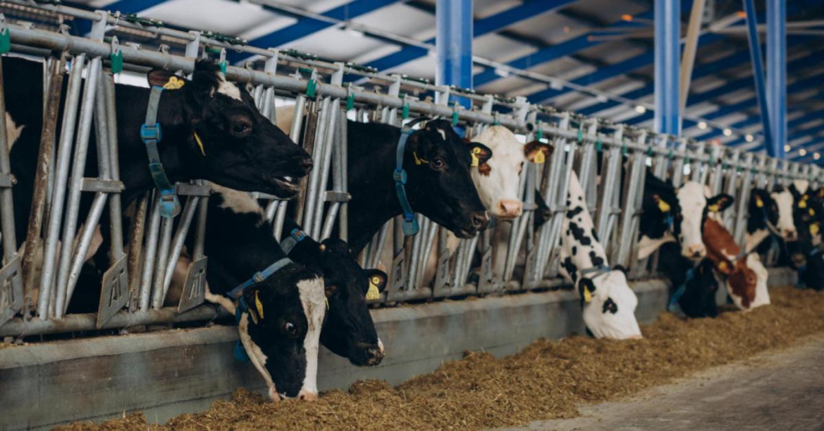Milliárdos segítséget kap a hazai tejágazat Milliárdos segítséget kap a hazai tejágazat
