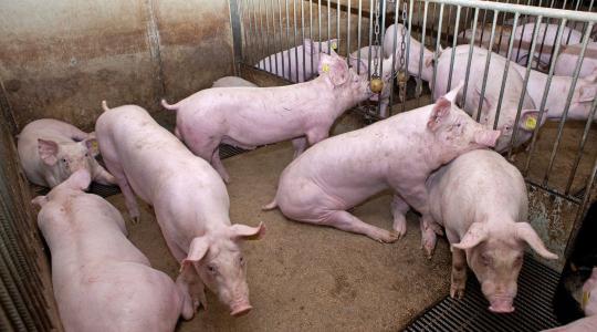 SINS: új kihívás a sertéstartásban