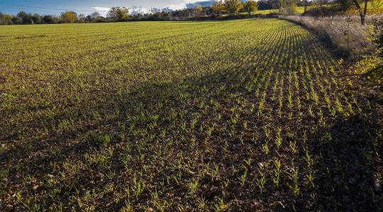 Először haladta meg a világ gabonatermelése a 3 milliárd tonnát Először haladta meg a világ gabonatermelése a 3 milliárd tonnát
