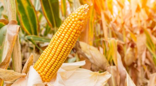 Új korszak a kukoricatermesztésben: jönnek a RAGT csúcshibridek 