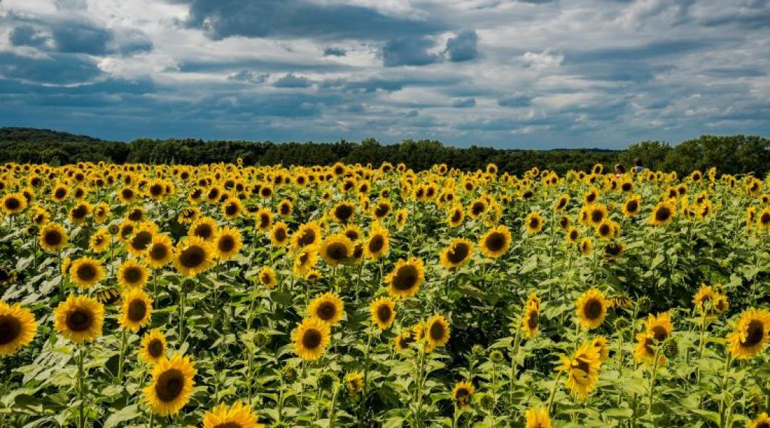 Napraforgóból repülőgép-üzemanyag? Új piac nyílhat a magyar gazdáknak