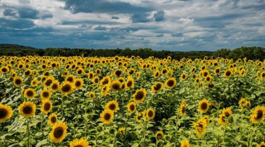 Napraforgóból repülőgép-üzemanyag? Új piac nyílhat a magyar gazdáknak Napraforgóból repülőgép-üzemanyag? Új piac nyílhat a magyar gazdáknak