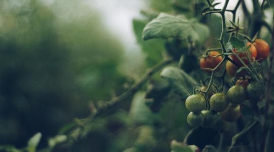 Megtalálták a szert, amely segít a növénynek túlélni az aszályt Megtalálták a szert, amely segít a növénynek túlélni az aszályt