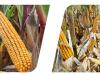 Ezek a hibridek új szintre emelhetik a hazai kukoricatermesztést