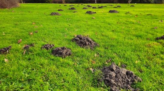 Na, ezért van tele a kerted vakondtúrással! De itt a megoldás! Na, ezért van tele a kerted vakondtúrással! De itt a megoldás!