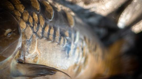 Nem lepődnénk meg, ha tömegek állnának sorba érte Nem lepődnénk meg, ha tömegek állnának sorba érte