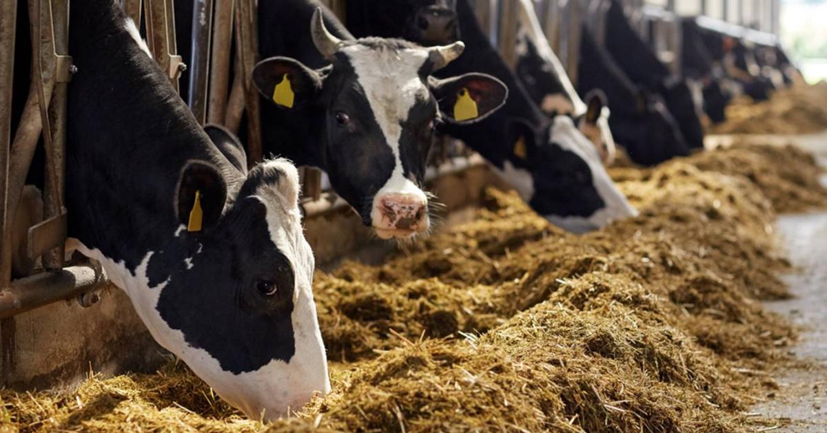 Egy nagy multú magyar mezőgazdasági üzem mindennapjai Egy nagy multú magyar mezőgazdasági üzem mindennapjai