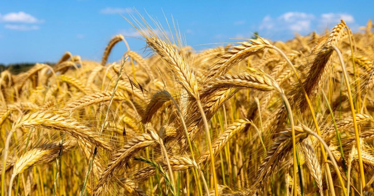 Zárókészletrekord fenyeget – mit hoz a következő búzaszezon?