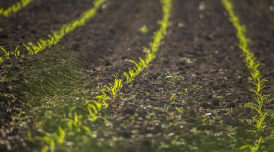 700 millió dolláros lökést kap a regeneratív mezőgazdaság Amerikában 700 millió dolláros lökést kap a regeneratív mezőgazdaság Amerikában