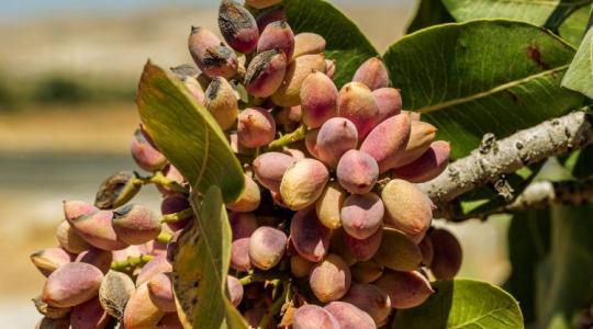 Pisztácia? Nem olcsó, az igaz, de már a hazai kertekbe is veszik Pisztácia? Nem olcsó, az igaz, de már a hazai kertekbe is veszik