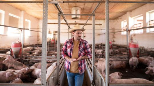 Árcsapda a hizlaldákban – meddig tart az áresés?