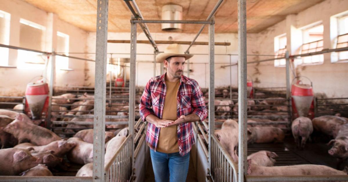 Árcsapda a hizlaldákban – meddig tart az áresés?