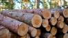 EUDR: mit kell tenned, ha mikro- vagy kisvállalkozásként faanyagot forgalmazol?