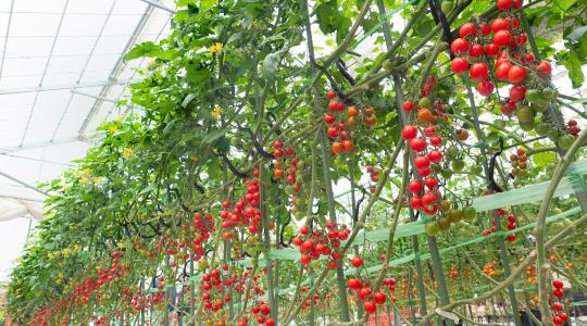 Bővül a marokkói üvegházi termelés: újabb nyomás az európai gazdákon