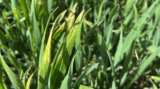 A fagy elvitte a kalászt, az aszály a szemeket – ez volt 2025