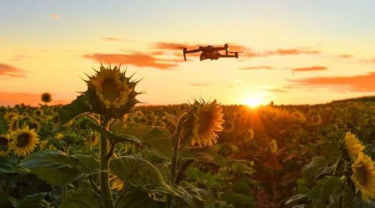  Miért lesz kulcsnövény a napraforgó 2026-ban?