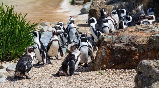 Veszélyben Afrika egyetlen pingvinfaja Veszélyben Afrika egyetlen pingvinfaja