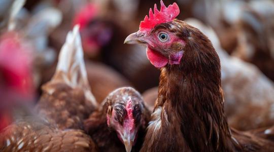 Veszélyes tulajdonságot fedeztek fel a madárinfluenzánál