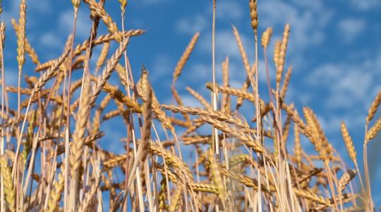 Ősi gabonák újra divatban – világszerte Ősi gabonák újra divatban – világszerte