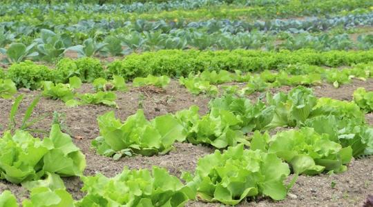 Mi lenne, ha minden gazda lemondana a vegyszerekről? Mi lenne, ha minden gazda lemondana a vegyszerekről?