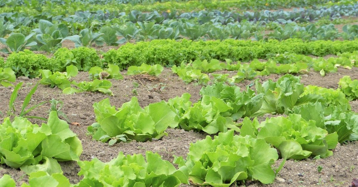 Mi lenne, ha minden gazda lemondana a vegyszerekről?