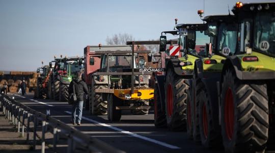 Csordaszámra ölik le a teheneket a járvány miatt Nyugat-Európában Csordaszámra ölik le a teheneket a járvány miatt Nyugat-Európában