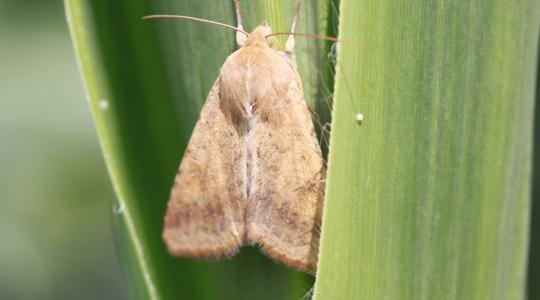 Kártevők nyomása alatt: mikor éri meg kukoricát termeszteni?