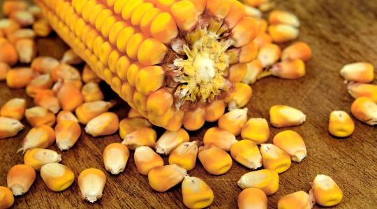 Semmit sem teszünk az aflatoxin ellen?