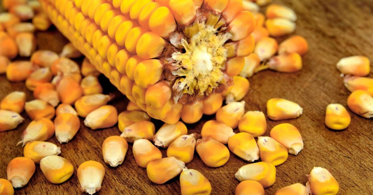 Semmit sem teszünk az aflatoxin ellen?
