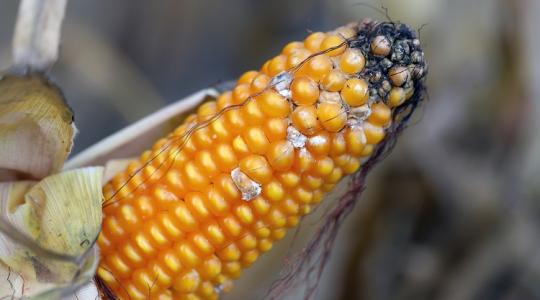 Hogyan támogatják a mikrobiológiai készítmények a nagy hozamú, egészséges kukorica termesztését Hogyan támogatják a mikrobiológiai készítmények a nagy hozamú, egészséges kukorica termesztését