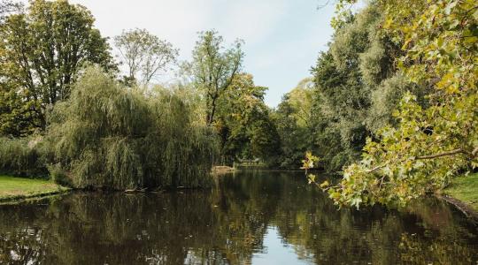 Otthon is elkezdheted: esőkert, holtfasövény és más jó gyakorlatok