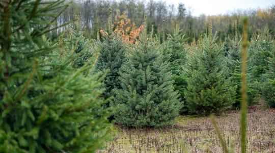 Karácsonyfából is a hazait! – A magyar termelők felkészültek az ünnepre Karácsonyfából is a hazait! – A magyar termelők felkészültek az ünnepre