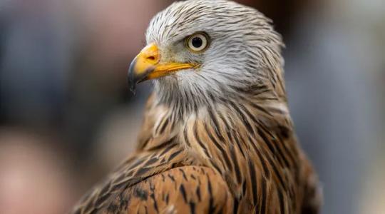 Jagd & Hund: Európa legnagyobb vadászati kiállítása