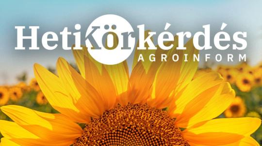 Melyek a napraforgópiac legígéretesebb újdonságai? – Heti Körkérdés
