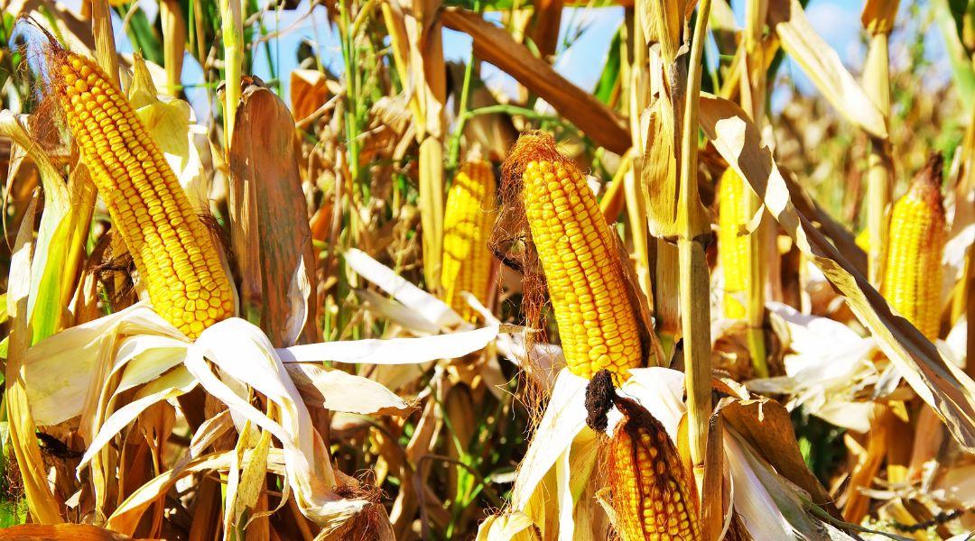 Több termés, jobb minőség: hogyan reagálnak a kukoricahibridek az NPK-trágyázásra?