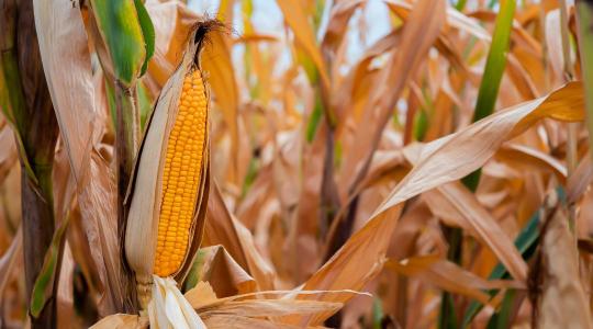 Nem mindegy, melyik kukoricát kapja a sertés – új szempont a fajtaválasztásban