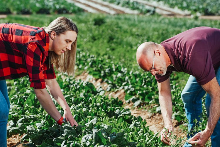 generációváltás generációváltás